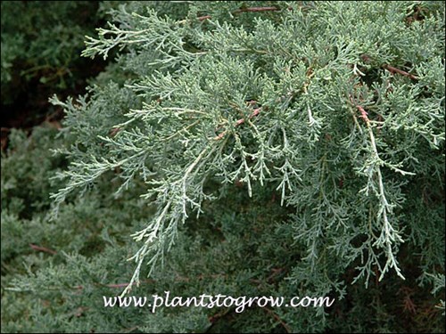 nice glaucous blue foliage